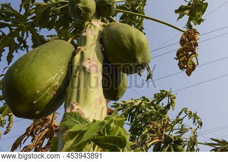 Papaya Tree Or Pawpaw Plant Field Farm Growing Hanging In Bunch In Summer Season In India With Fresh