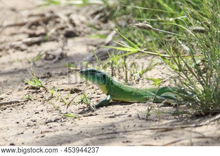 Balkan Green Lizard, Lacerta Trilineata