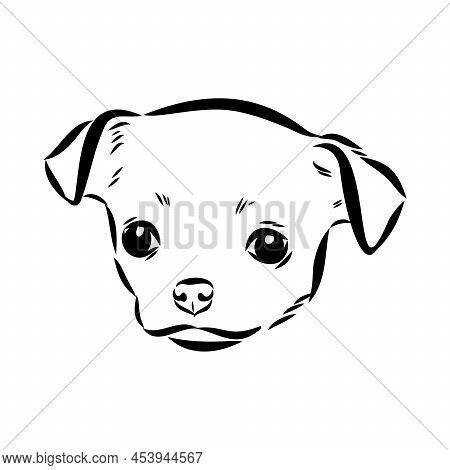 Chihuahua Dog - Vector &amp; Photo (Free Trial) | Bigstock