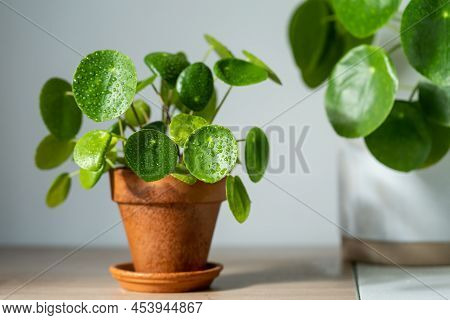 Closeup Of Pilea Peperomioides Houseplant In Terracotta Pot On White Table At Home. Sunlight. Chines