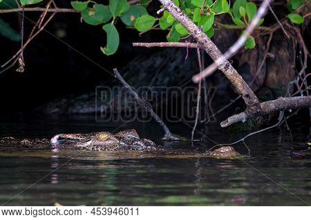 Closeup Of Mugger Crocodile Or Crocodylus Palustris In The Water