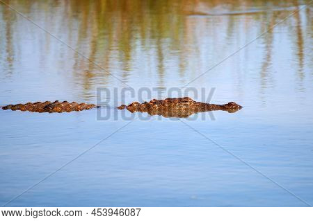 Mugger Crocodile Or Crocodylus Palustris Swims In Water