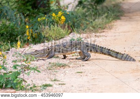 Mugger Crocodile Or Crocodylus Palustris Walking On The Ground