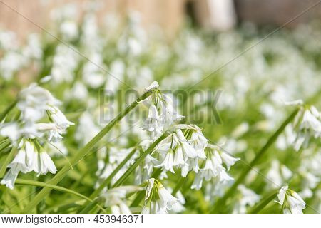 Three Cornered Leek (allium Triquetrum) Flowers