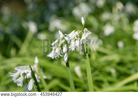 Three Cornered Leek (allium Triquetrum) Flowers