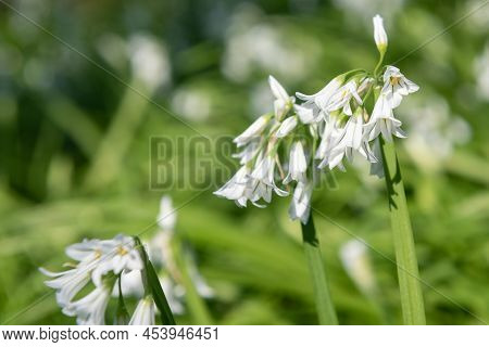 Three Cornered Leek (allium Triquetrum) Flowers