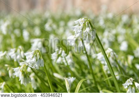 Three Cornered Leek (allium Triquetrum) Flowers