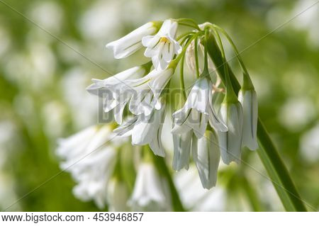 Three Cornered Leek (allium Triquetrum) Flowers