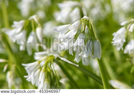 Three Cornered Leek (allium Triquetrum) Flowers