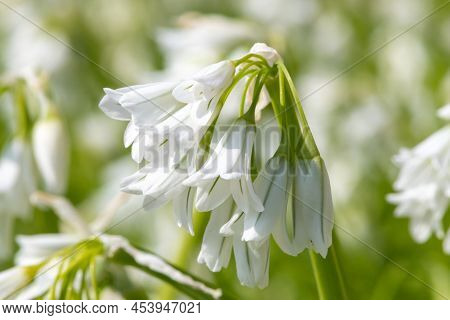 Three Cornered Leek (allium Triquetrum) Flowers