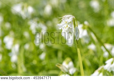 Three Cornered Leek (allium Triquetrum) Flowers