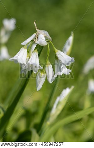 Three Cornered Leek (allium Triquetrum) Flowers