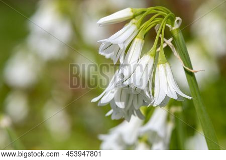 Three Cornered Leek (allium Triquetrum) Flowers