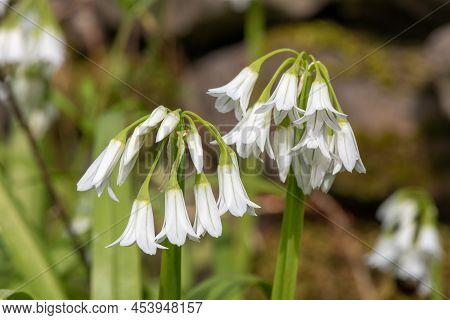 Three Cornered Leek (allium Triquetrum) Flowers