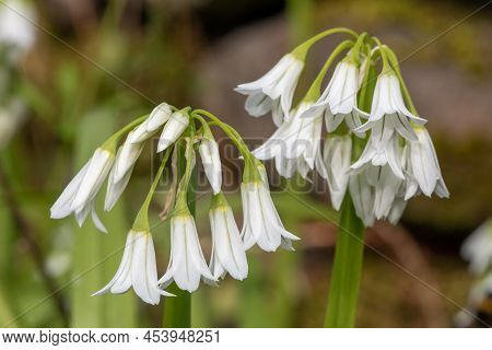 Three Cornered Leek (allium Triquetrum) Flowers