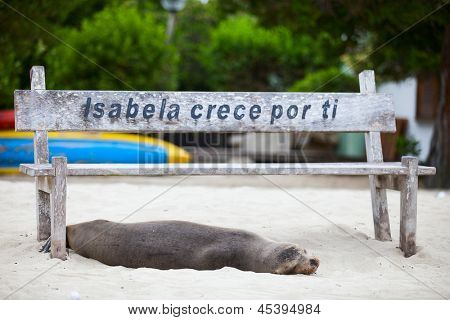 Isabela 갈라파고스 섬에 해변에서 편안 하 게 바다 사자
