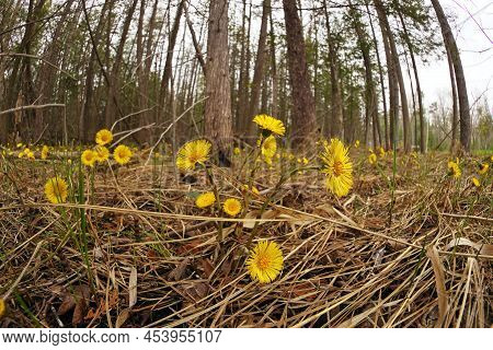 Coltsfoot Or Tussilago Farfara Growing Wild In A Damp Forest Beside The Road In Ontario Canada