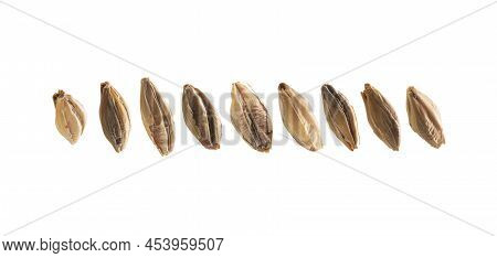 Barley Malt Grains Levitate On A White Background