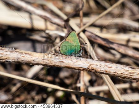 Macro Of Beautiful Butterfly - The Green Hairstreak (callophrys Rubi) Sitting On A Dry Plant Stem Wi
