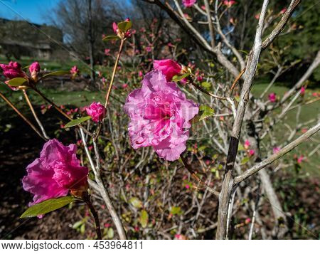 Close-up Shot Of The Rhododendron 'pink Diamond' With Clusters Of Fuchsia-pink Semi-double Flowers I