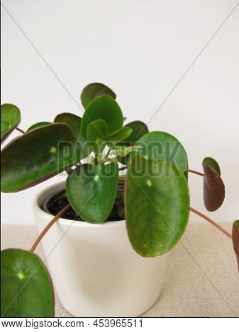 Flowering Pancake Plant With Flower, Pilea Peperomioides