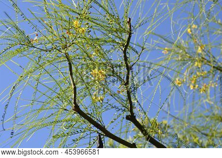 Jerusalem Thorn Branches Against Blue Sky In The Spring