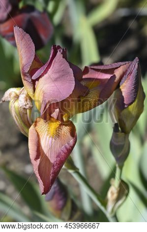 Tall Bearded Iris Tarn Hows Flowers In The Garden