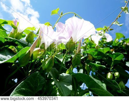 European Bindweed, Corn Lily, Convolvulus Arvensis Blooms On Garden