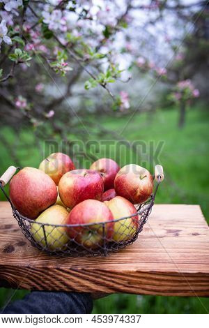 Basket Of Red Apples On A Rustic Wooden Table In A Blooming Meadow Orchard. Vertical Background With