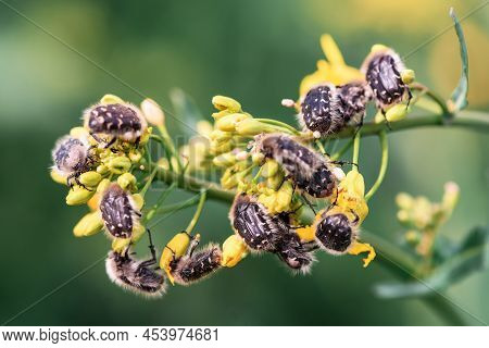 Tropinota Hirta Or Hairy Rose Beetle On Rapeseed Blooming Crops, Selective Focus