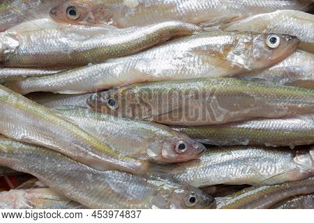 European Smelt Is A Small Tasty Fish Of The Ladoga And Onega Lakes And The Baltic Sea