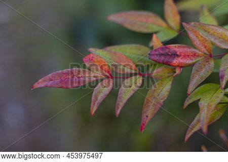 Change From Green To Red Color Of The Leaves Of The Ternstroemia Gymnanthera Also Known As Cleyera J