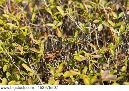 Leaves With Rust Of Enkianthus Perulatus Known In Japan As Doudan Tsutsuji Is A Species Of Flowering