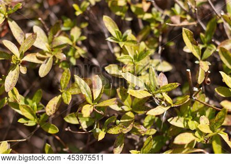 Leaves With Rust Of Enkianthus Perulatus Known In Japan As Doudan Tsutsuji Is A Species Of Flowering