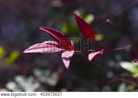 Red Leaves Of The Ternstroemia Gymnanthera Also Known As Cleyera Japonica Or Sakaki In Japanese. Sak