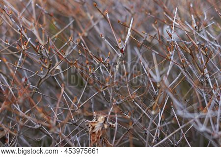 Dry Twigs Of Enkianthus Perulatus Known In Japan As Doudan Tsutsuji Is A Species Of Flowering Plant 