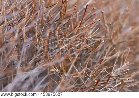 Dry Twigs Of Enkianthus Perulatus Known In Japan As Doudan Tsutsuji Is A Species Of Flowering Plant 