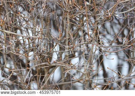 Dry Twigs Of Enkianthus Perulatus Known In Japan As Doudan Tsutsuji Is A Species Of Flowering Plant 