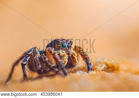 Spider Portrait, Jumping Spider Portrait - Aurelius V-insignitus