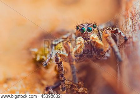 Spider Portrait, Jumping Spider Portrait - Aurelius V-insignitus