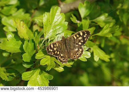 Closeup Of A Fresh Emerged Brown Speckled Wood Butterfly , Pararge Aegeria On A Crataegus Shrub