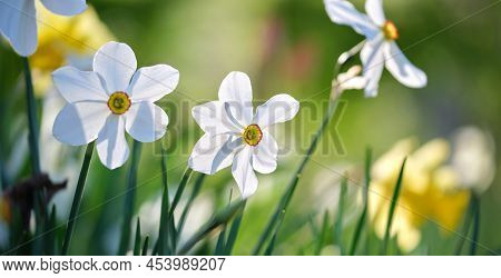 White Tender Narcissus Flowers Blooming In Spring Sunny Garden