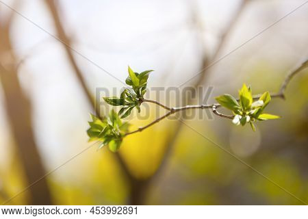 Close Up Of Young Leaves On Tree Branch In Nature In Spring. Spring Blooming Fruit Tree In The Garde