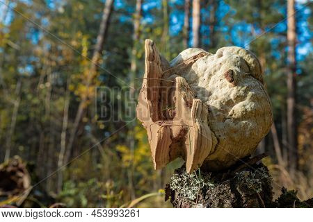 Birch Chaga On A Stump. Dried Mushroom Grown On A Tree In The Forest.
It Is Used As An Antitumor And