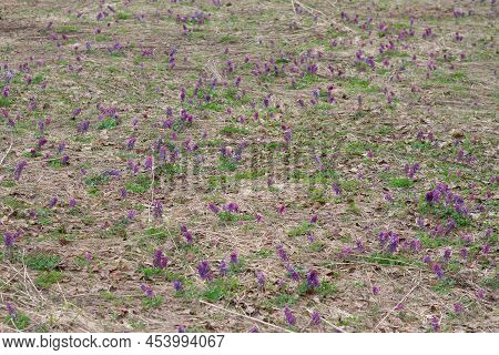 Early Spring Forest Flower Purple Crested Blooms In A Clearing.