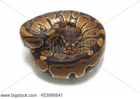 Ball Python Python Regius Isolated On White Background