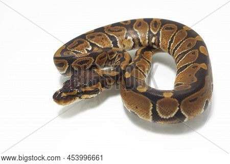 Ball Python Python Regius Isolated On White Background