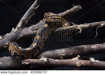 Ball Python Python Regius On The Branch