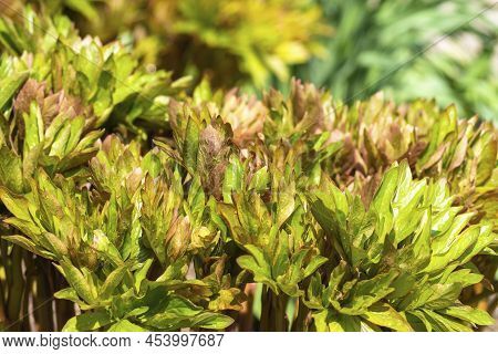 Spring Background Of Plant Leaves. Green Peony Leaves At Sunset. Young Peony Shoots In Early Spring.