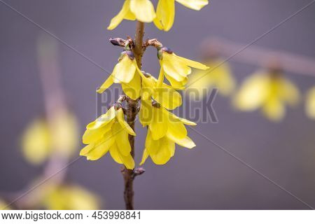 Forsythia. Blooming Forsythia Bush. Yellow Flower On A Branch Of Forsythia. The Beauty Of Spring Nat